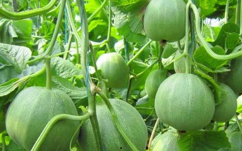 免费吃瓜不可多得的好地方,不可多得的好去处